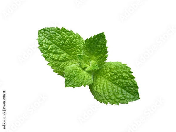 Fototapeta Fresh mint leaf, cut out