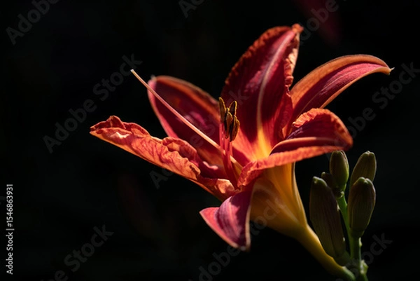 Fototapeta Close-up of a red daylily blooming outdoors against a dark background. The sun shines on the delicate petals.