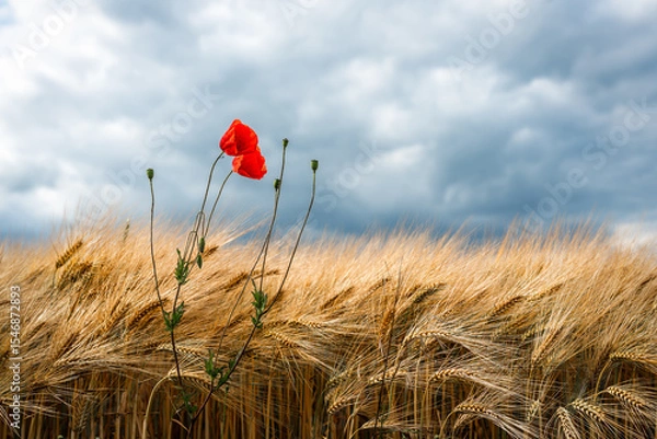 Obraz A golden wheat field under a dramatic, cloudy sky, with bright red poppies providing a striking contrast