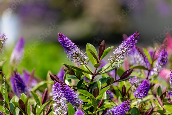 Obraz Selective focus of purple blue flowers with green leaves in the garden, Hebe is a genus of plants, Shrubby Veronica is a small evergreen, Dome-shaped shrub featuring tiny, Natural floral background.