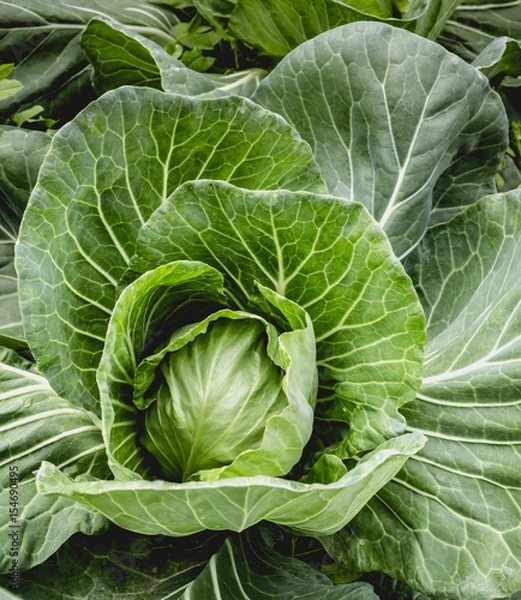 Obraz Здоровое питание. Зелёный кочан весенней капусты