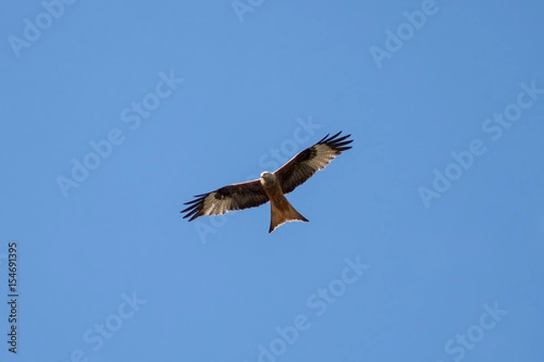 Obraz Rotmilan im Flug