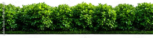 Obraz Horizontal row of neatly trimmed green hedge plants, seamless cutout for landscaping elements, white background, isolated to transparent background