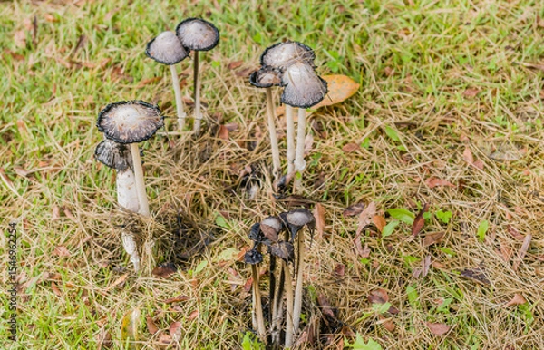 Fototapeta Image of mushrooms known as Common Ink Caps (Coprinopsis atramentaria), also known as inky caps or tippler's bane.