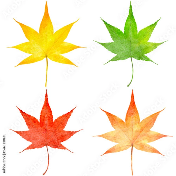 Fototapeta 紅葉　モミジの葉　水彩　秋　イラスト