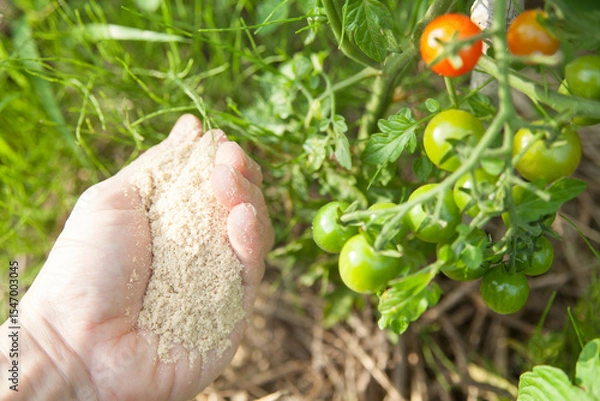 Obraz ミニトマトの苗に米ぬかをまく