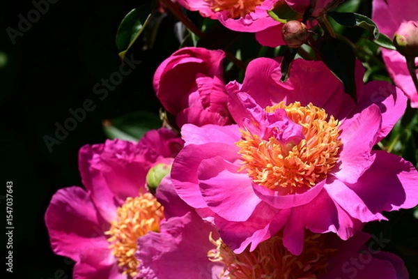 Fototapeta Gentle petals of bright peonies in bloom at the Butchart Gardens, BC, Canada
