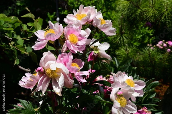 Fototapeta Gentle petals of bright peonies in bloom at the Butchart Gardens, BC, Canada