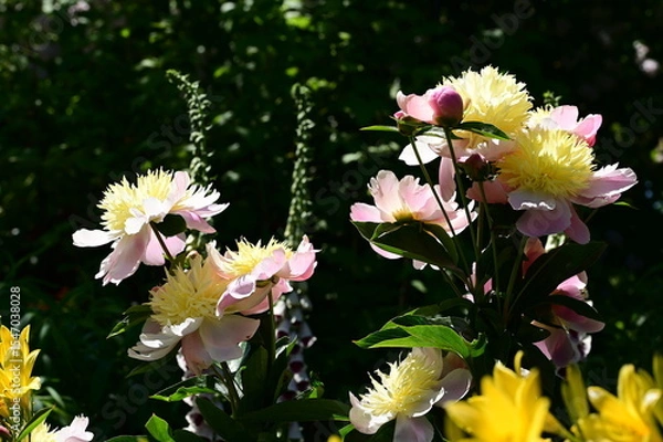 Fototapeta Gentle petals of bright peonies in bloom at the Butchart Gardens, BC, Canada