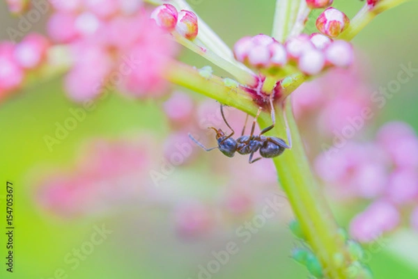 Obraz 共存関係のアリとアブラムシ
