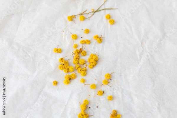 Obraz ミモザの実 かけら 剪定