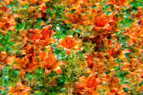 Fototapeta lily flower