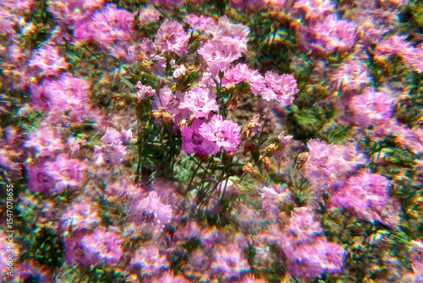 Obraz pink carnation flower