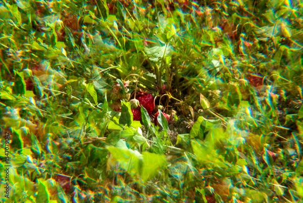 Obraz red strawberry