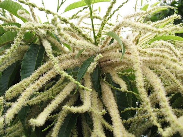 Fototapeta 栗の花