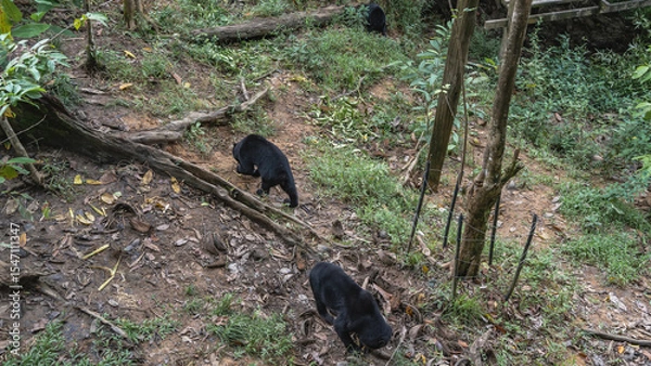 Fototapeta Two biruangs are feeding in the Bornean Sun Bear Conservation Centre. Endemic bears Helarctos malayanus eat fruits laid out on the ground at the roots of trees. Top view. Malaysia. Borneo. Sandakan. 