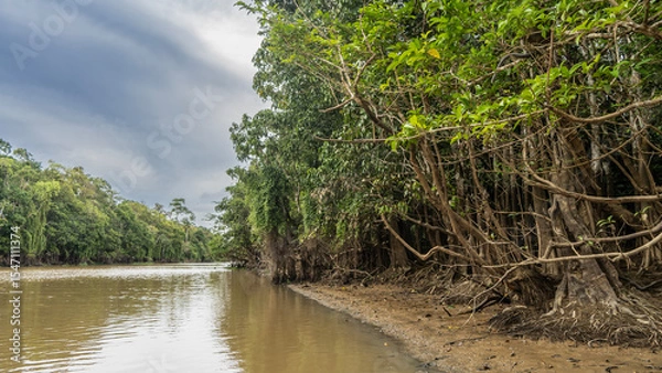 Fototapeta A calm river in a tropical rain forest. There are impenetrable thickets of jungle trees on the clay shores. Exposed roots, intertwined branches. Reflection on the water. Clouds in the sky. Malaysia. 