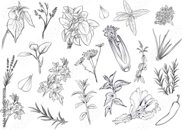 Obraz Big set of culinary herbs and spices vector