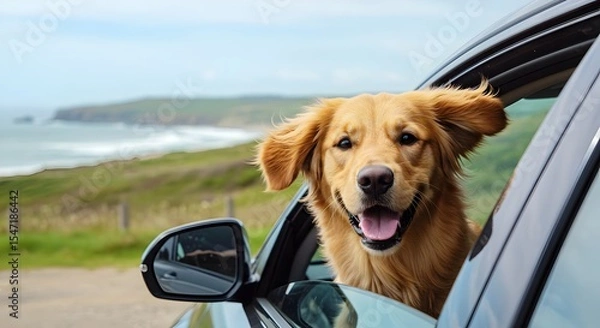 Fototapeta dog in car, Joyful Golden Retriever with head out of car window on an adventurous coastal road trip.