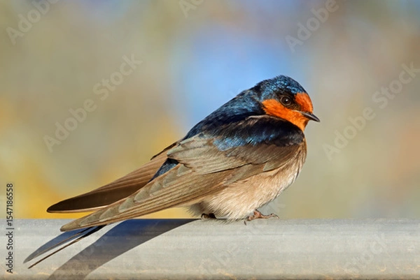 Obraz A colorful welcome swallow (Hirundo neoxena) perched on a metal rail, South Australia