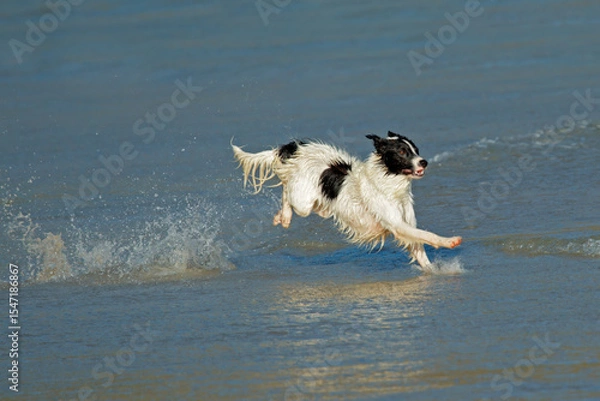 Obraz An excited and happy dog running and playing on the beach