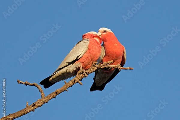 Obraz A pair of galah cockatoos (Cacatua roseicapilla) perched on a branch, South Australia