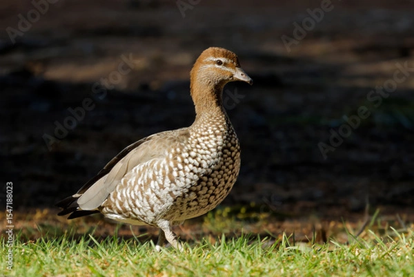 Obraz A female Australian wood duck (Chenonetta jubata) in natural habitat, South Australia