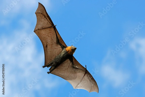 Obraz A grey-headed flying fox (Pteropus poliocephalus) in flight with open wings, South Australia
