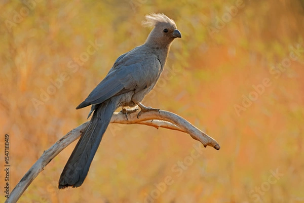 Obraz A grey go-away-bird (Crinifer concolor) perched on a branch, Pilanesberg National Park, South Africa