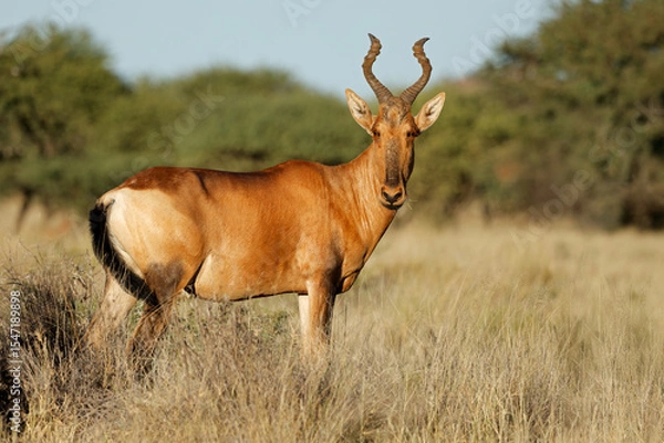 Obraz A red hartebeest (Alcelaphus buselaphus) standing in natural habitat, Mokala National Park, South Africa