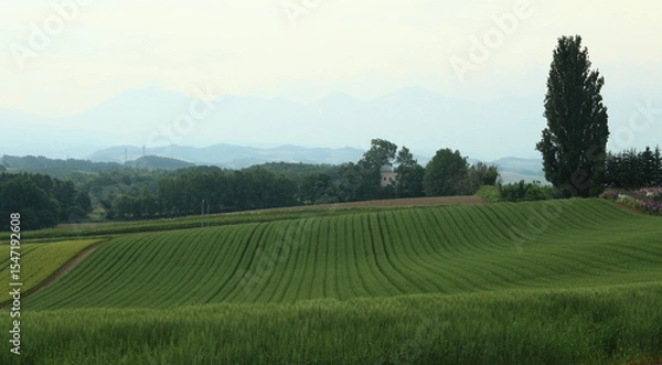 Obraz 十勝岳連邦を背景にした小麦畑