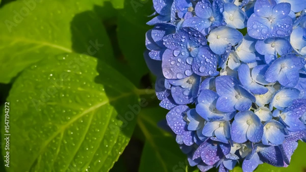 Obraz 雨上がりの紫陽花