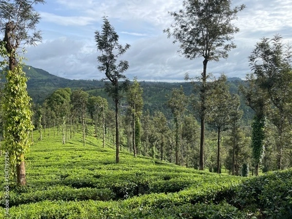 Obraz Lush Tea Plantation Landscape
