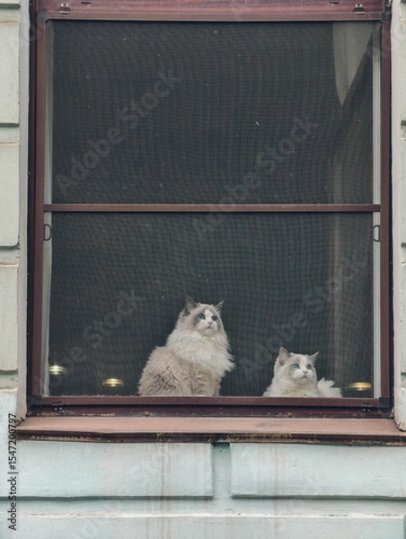 Obraz Fluffy soft Ragdoll cats. Couple of cats sits and looks out the window. View from the street. 