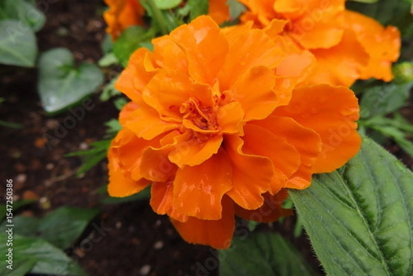 Obraz オレンジのマリーゴールド