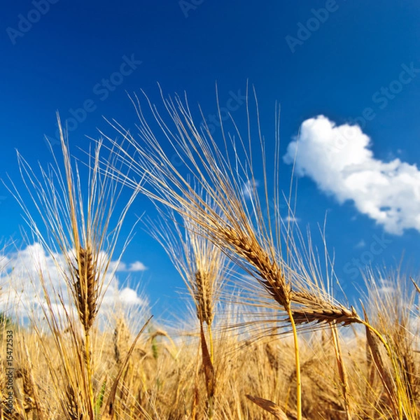 Obraz Getreideähren im Sommer 2