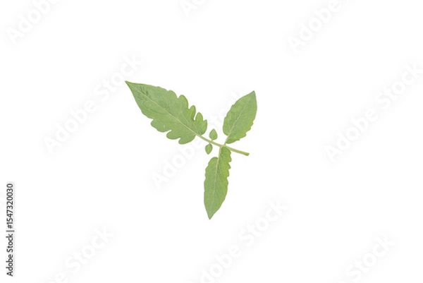 Fototapeta Tomato Leaf PNG Isolated on Transparent Background for Design Elements