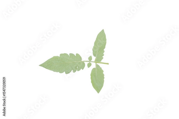 Fototapeta Isolated Tomato Leaf PNG on Transparent Background for Graphic Design