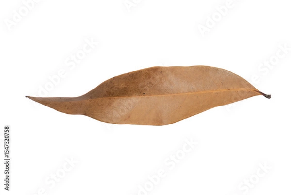 Fototapeta Lychee Dried Leaf PNG Isolated on Transparent Background for Autumnal Designs