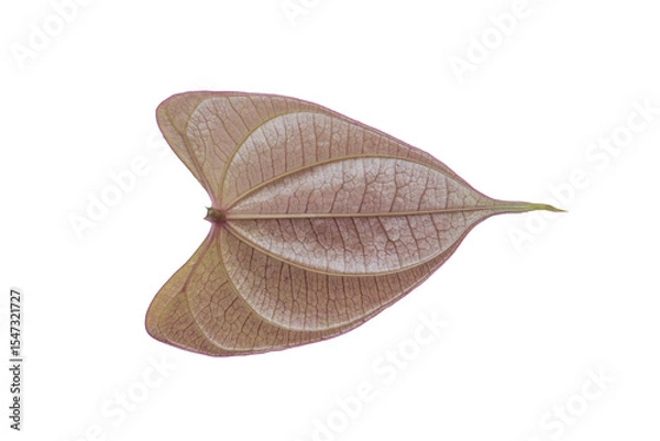Fototapeta Isolated Heart Shaped Leaf on Transparent Background PNG Botanical Beauty