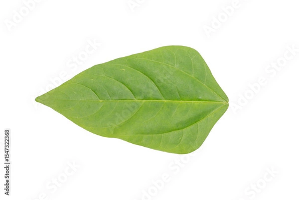 Fototapeta Isolated Green Leaf on Transparent Background PNG Natural Simplicity