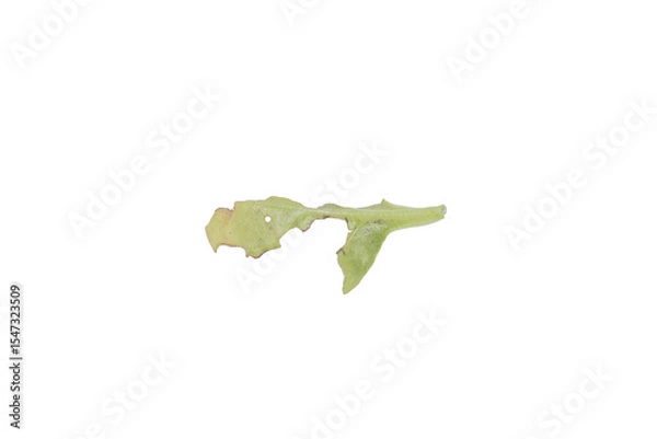 Fototapeta Perforated Leaf PNG Image Isolated on Transparent Background for Design Use