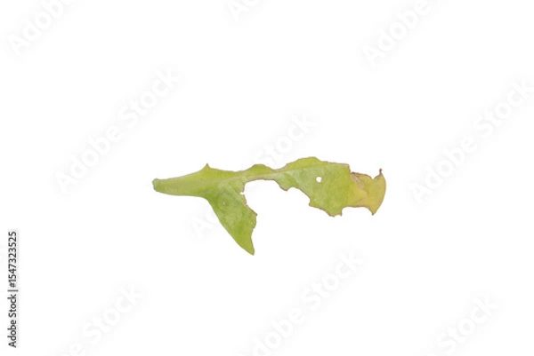 Fototapeta Damaged Leaf PNG Image Isolated on Transparent Background for Creative Projects