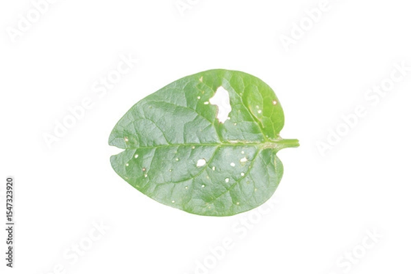 Fototapeta Leaf with Holes PNG Image Isolated on Transparent Background for Creative Use