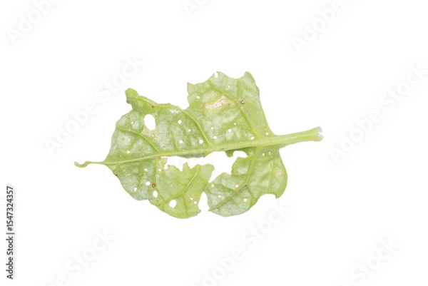 Fototapeta Damaged Leaf with Holes on Transparent Background PNG for Botanical Studies