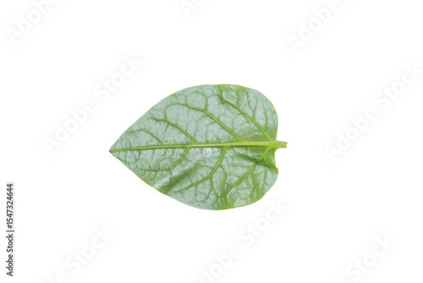 Fototapeta Fresh Green Leaf on Transparent Background PNG for Botanical Illustrations