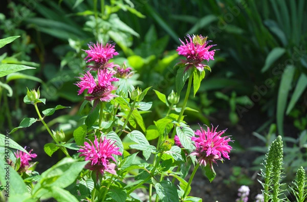 Fototapeta Monarda, also known as Bee Balm blomming in the home garden