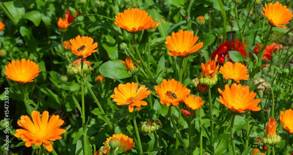 Fototapeta Panoramic photo of blooming calendula flowers pollinated by honey bees.