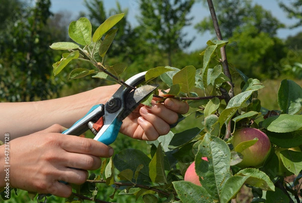 Fototapeta Apple tree summer pruning. How to prune apple trees in summer garden