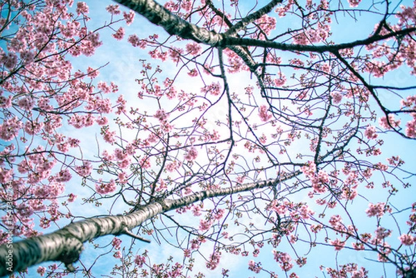 Fototapeta ピンクの桜と空